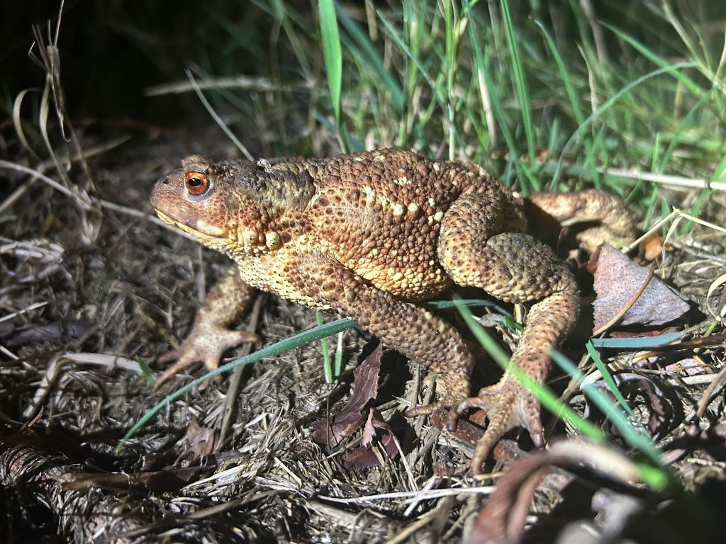 etang lake (3) etang lake (3)